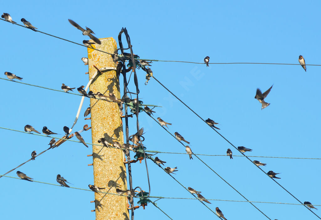 Barn Swallow