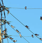 Barn Swallow