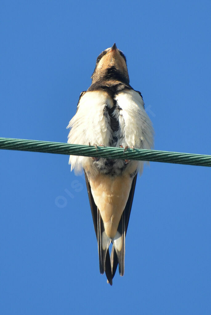 Barn Swallow