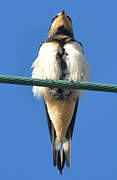 Barn Swallow