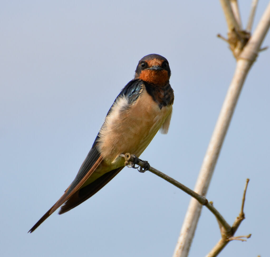 Hirondelle rustique, identification