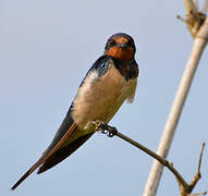 Barn Swallow