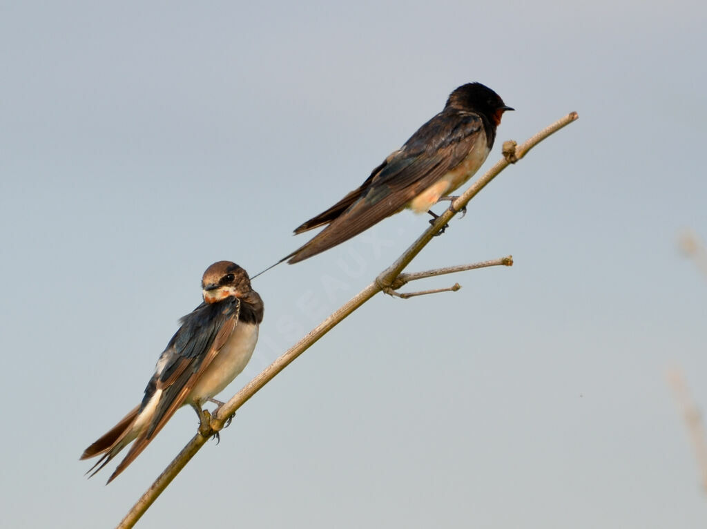 Hirondelle rustiqueimmature, identification