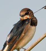 Barn Swallow