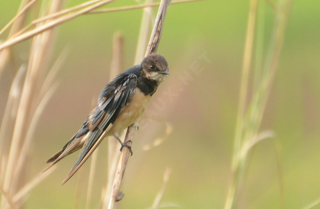 Hirondelle rustiqueimmature