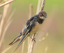 Barn Swallow