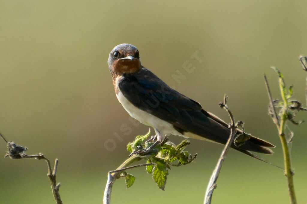 Hirondelle rustiqueadulte, Comportement