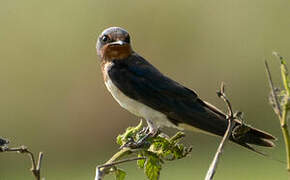 Barn Swallow