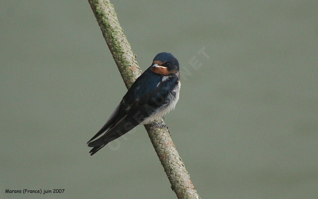 Hirondelle rustique1ère année