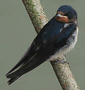 Barn Swallow