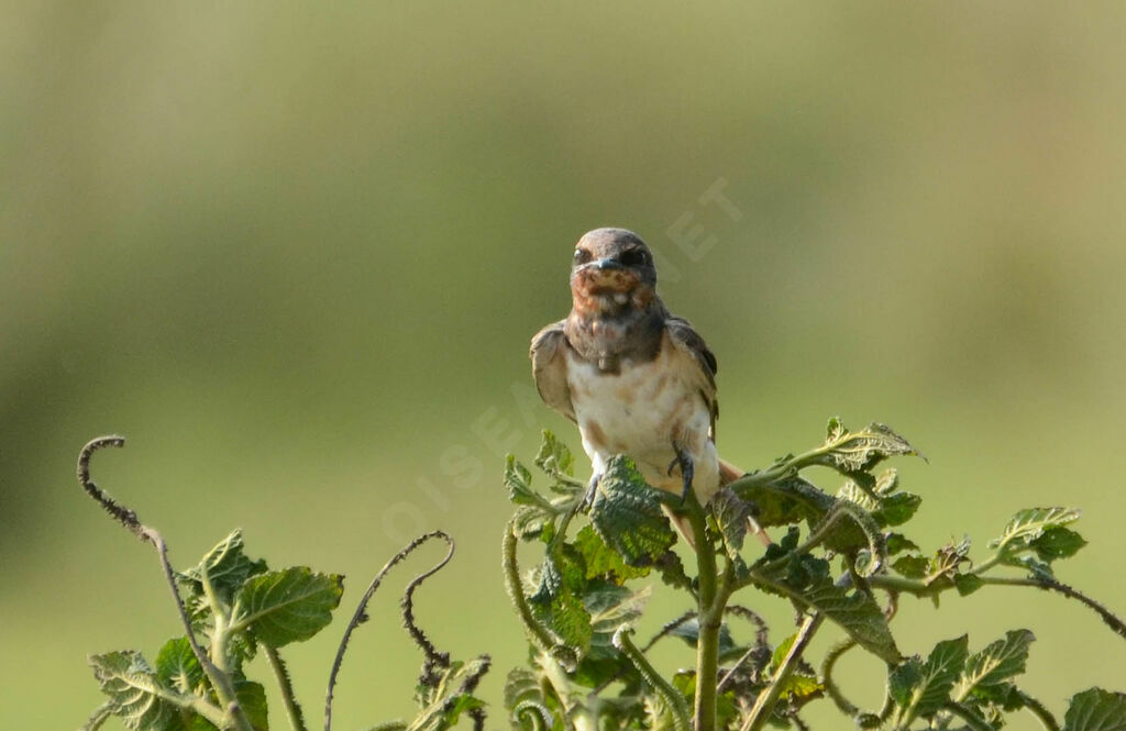 Hirondelle rustique