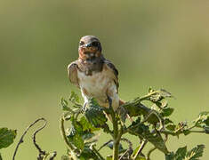 Barn Swallow