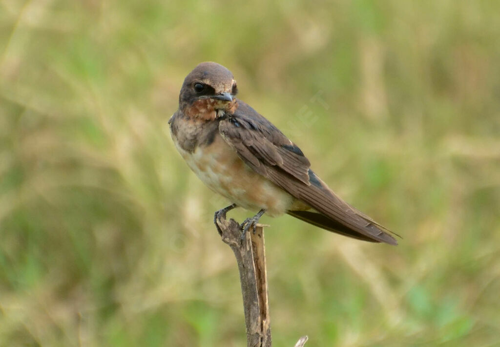 Barn Swallow