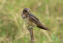 Barn Swallow