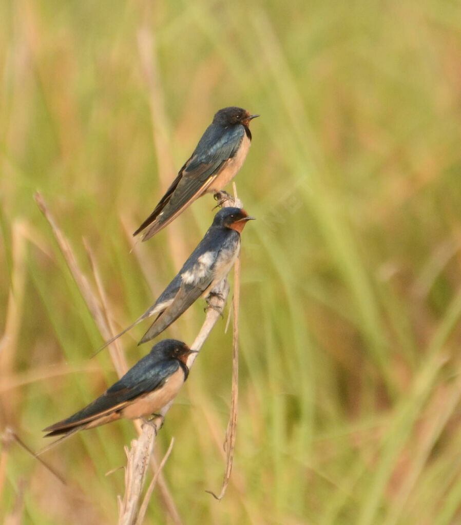 Hirondelle rustiqueadulte