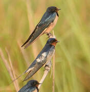 Barn Swallow