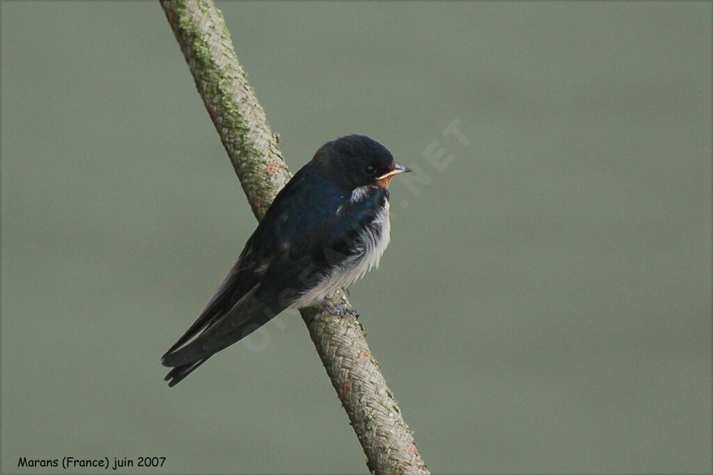 Hirondelle rustique1ère année