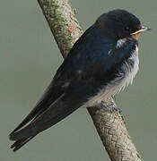 Barn Swallow