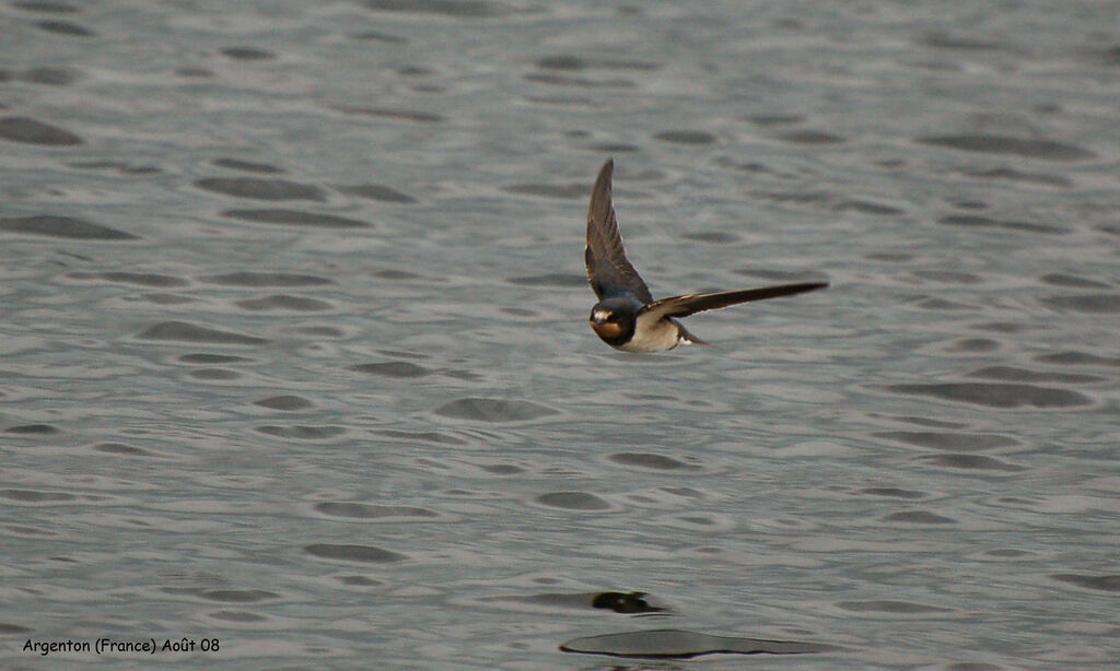 Barn Swallow