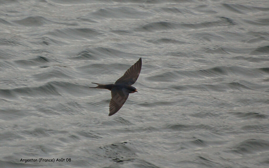 Barn Swallow