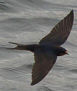 Barn Swallow