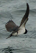 Barn Swallow