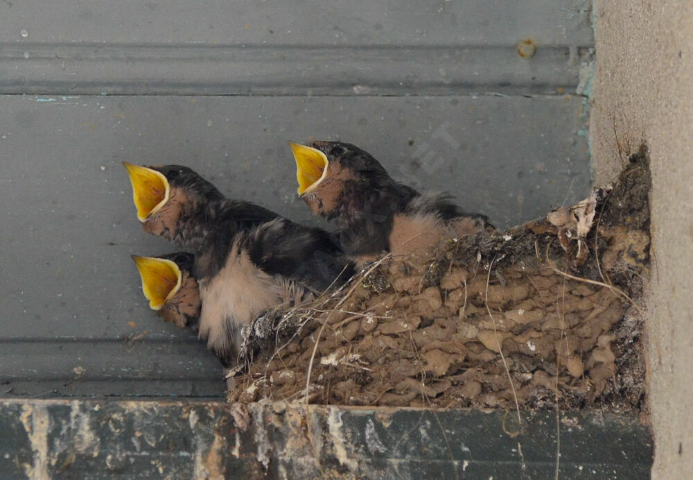 Barn Swallowjuvenile, Reproduction-nesting