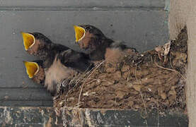 Barn Swallow