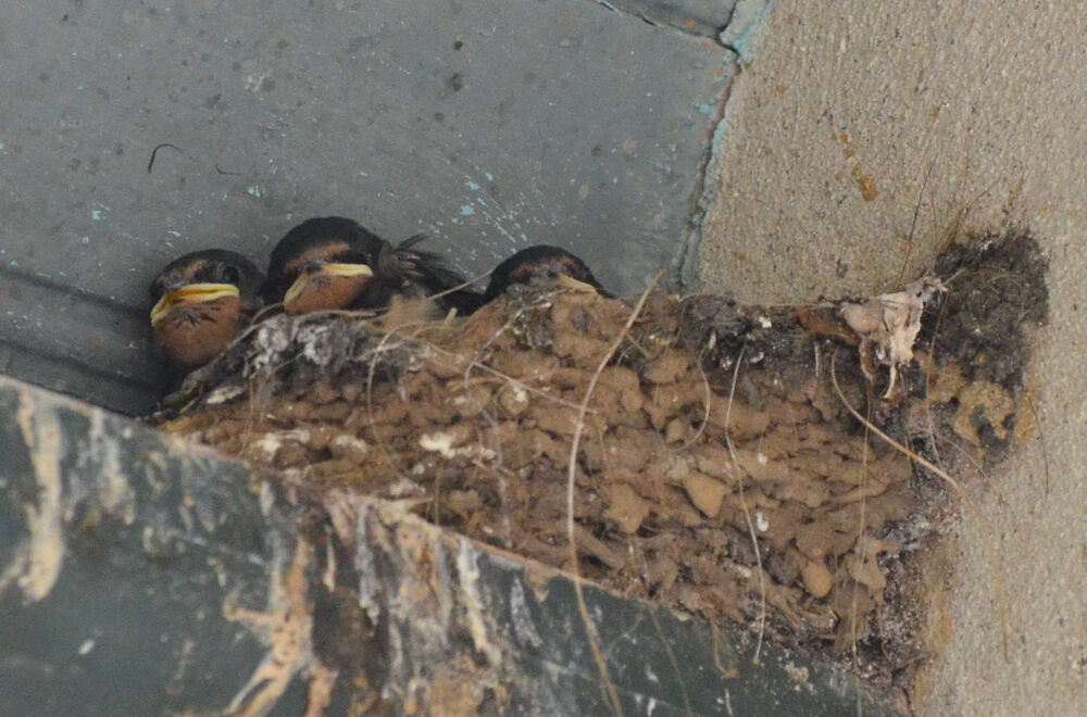 Barn Swallowjuvenile, Reproduction-nesting