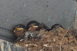 Barn Swallow