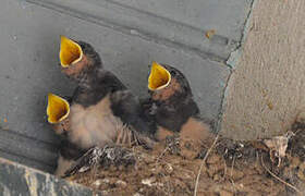 Barn Swallow