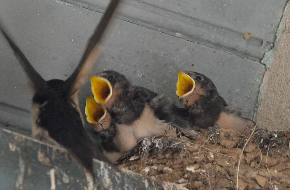 Barn Swallowjuvenile, Reproduction-nesting