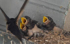 Barn Swallow