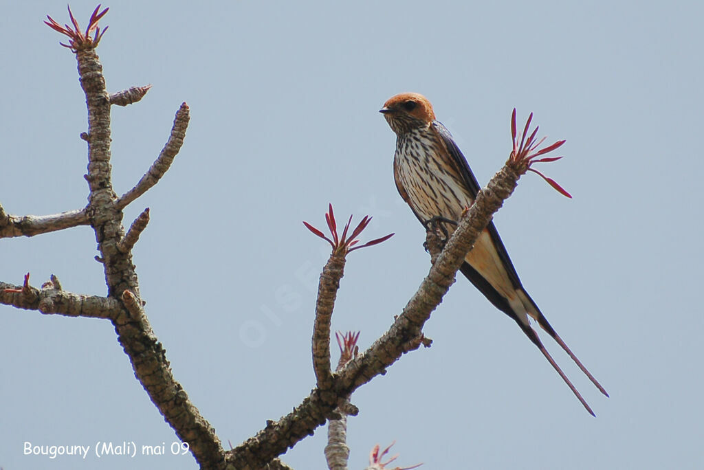 Lesser Striped Swallow