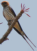 Lesser Striped Swallow