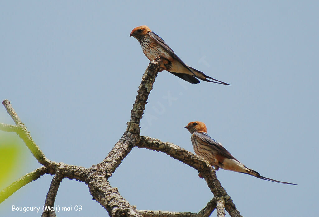 Lesser Striped Swallow