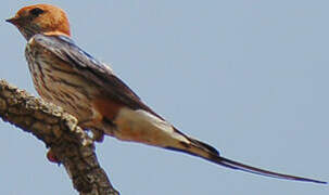 Lesser Striped Swallow