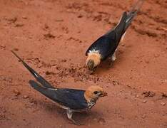 Lesser Striped Swallow