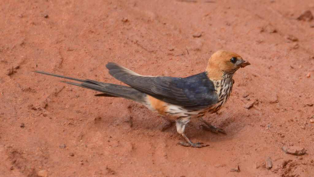 Lesser Striped Swallowadult, identification, Reproduction-nesting