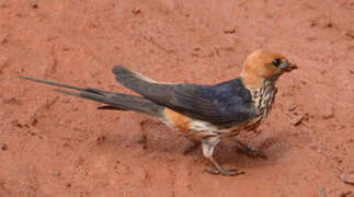 Lesser Striped Swallow