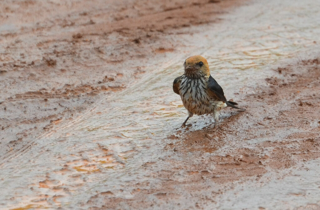 Lesser Striped Swallow