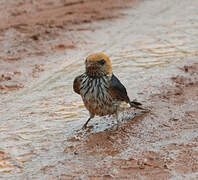 Lesser Striped Swallow