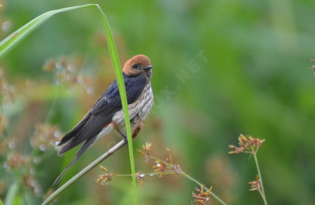 Lesser Striped Swallowadult