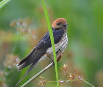 Lesser Striped Swallow