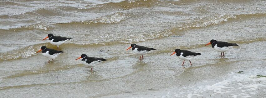 Eurasian Oystercatcher, Behaviour