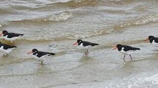 Eurasian Oystercatcher