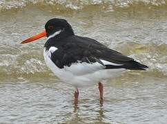 Eurasian Oystercatcher