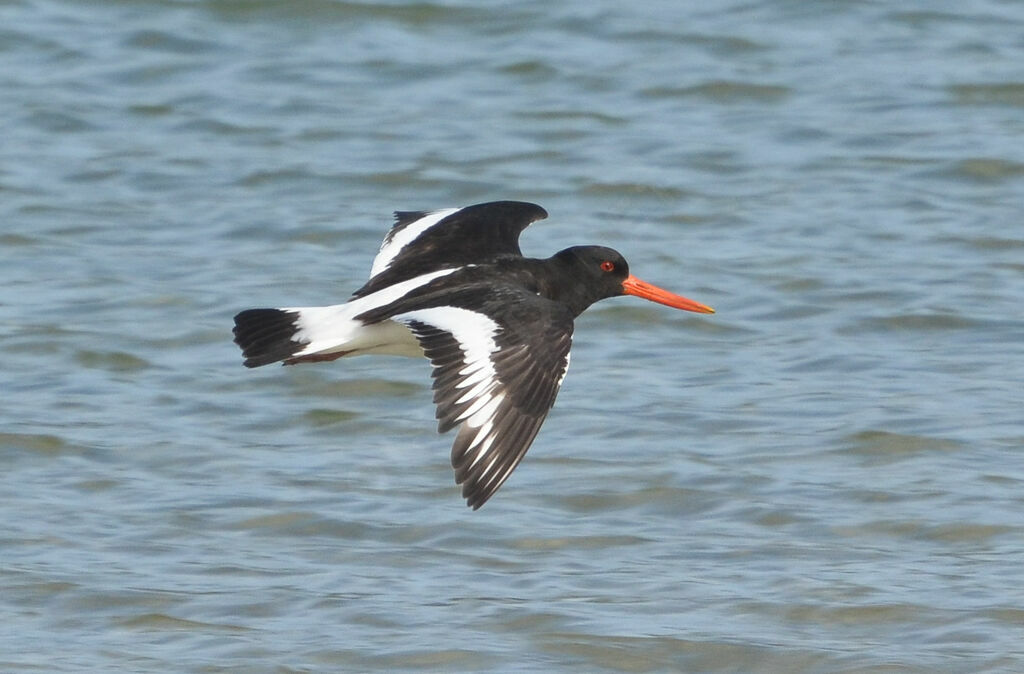 Eurasian Oystercatcheradult, Flight