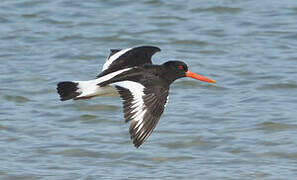 Eurasian Oystercatcher