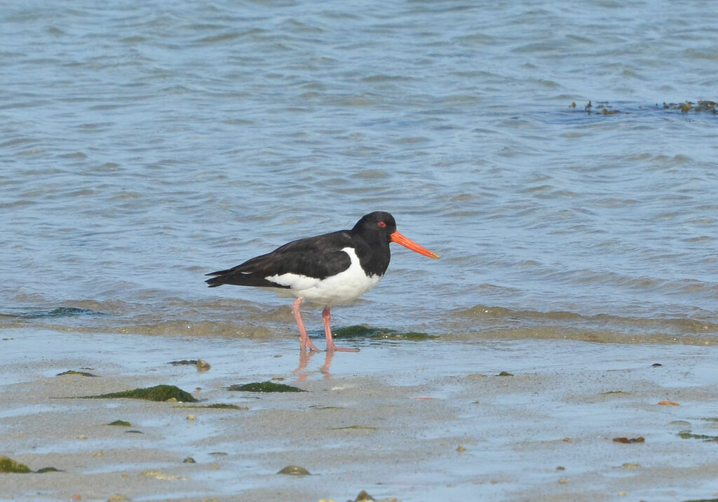 Eurasian Oystercatcheradult, identification